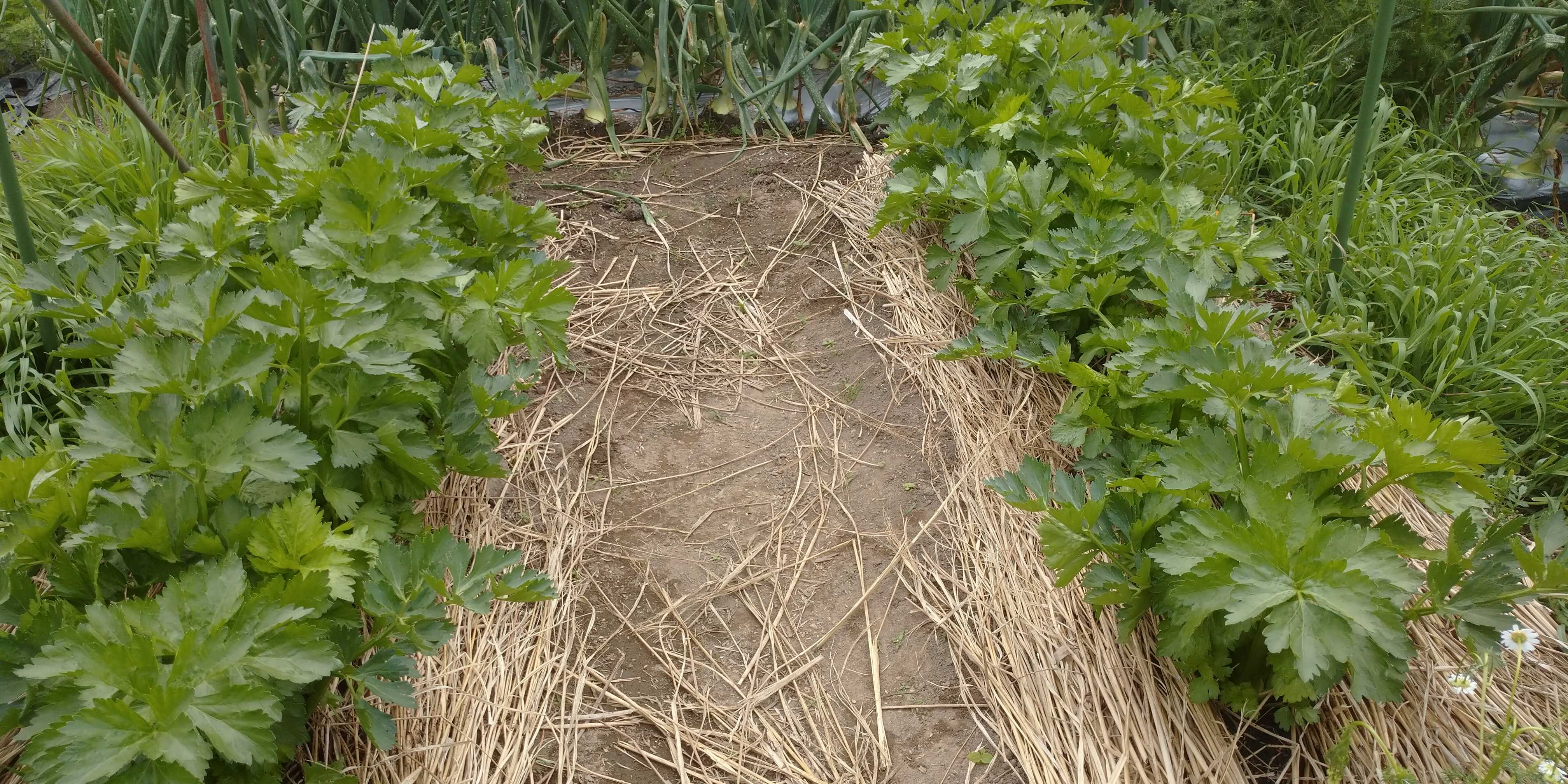 コンパニオンプランツ 青パパイヤと家庭菜園日記 楽天ブログ