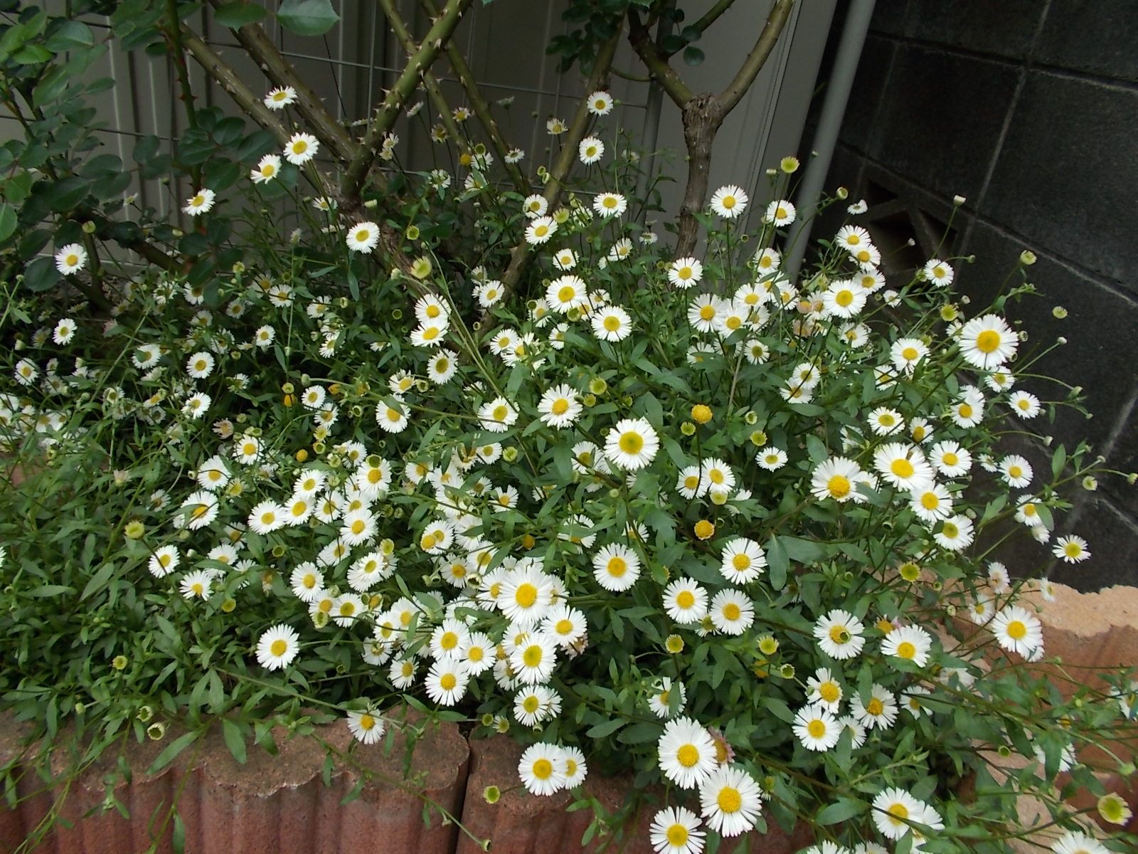 バラと咲く地植えの花たち バラを咲かせることが好き 楽天ブログ