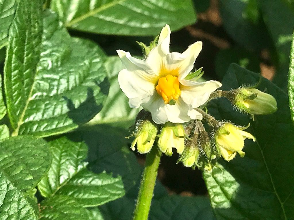 ジャガイモ日記 5月1日 植木屋の三代目をやってます村野園のブログです 楽天ブログ