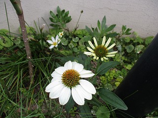 IMG_5912ss.jpg