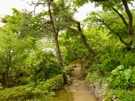 日本庭園の新緑