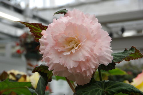 神代植物公園のベゴニア