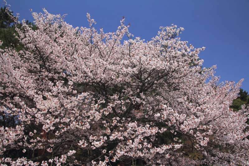 京都御苑_005.jpg
