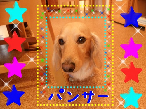 ﾊﾟﾝｻｰ.JPG