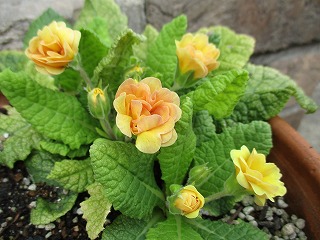 IMG_9335ss.jpg