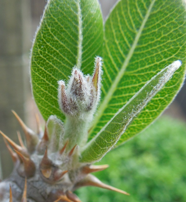 ロスラツム5-22ｰ1