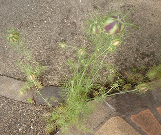 P1060280-ass.jpg