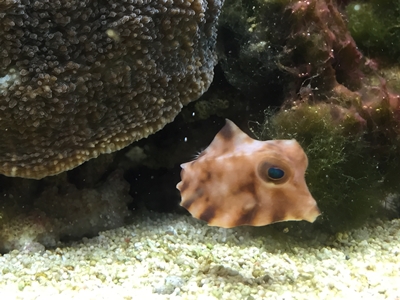 変わったサカナ