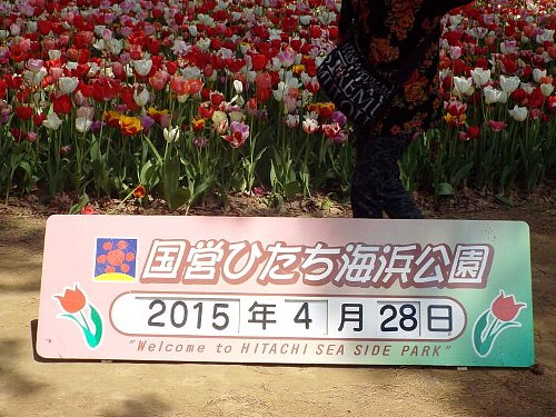 Tulipa-107-b.jpg