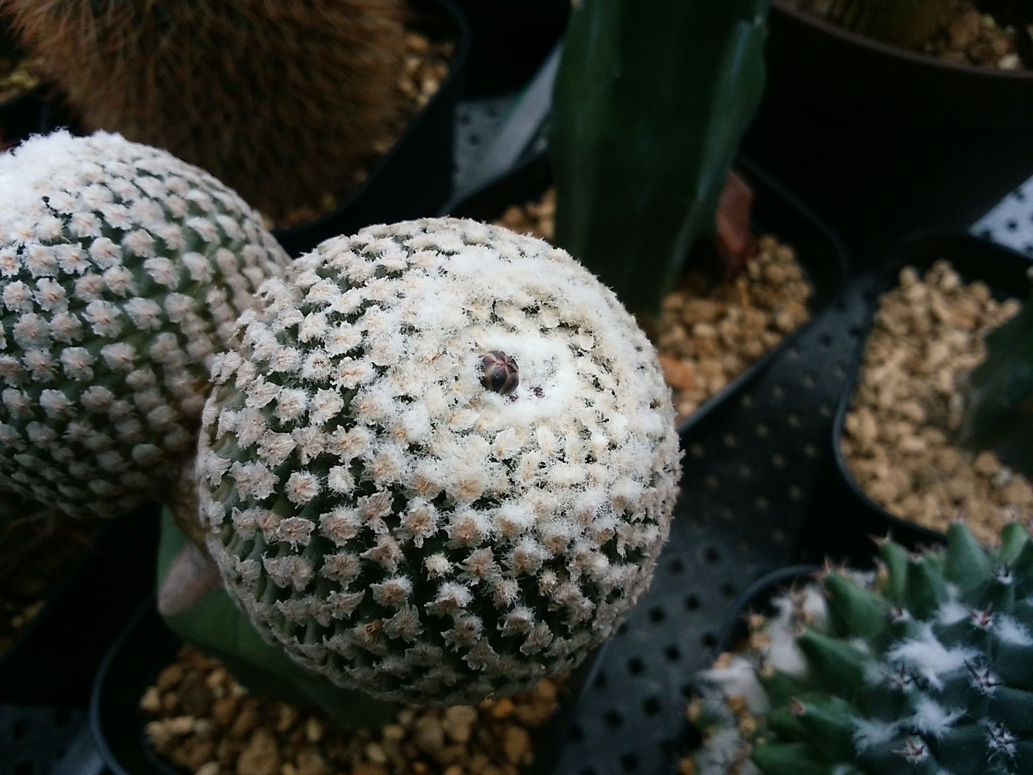 今頃のサボテンの蕾 さぼてん日和 楽天ブログ