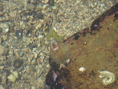 和歌山磯採集2015年5月下旬10　ヒラスカシガイ（Macroschisma dilatatum）