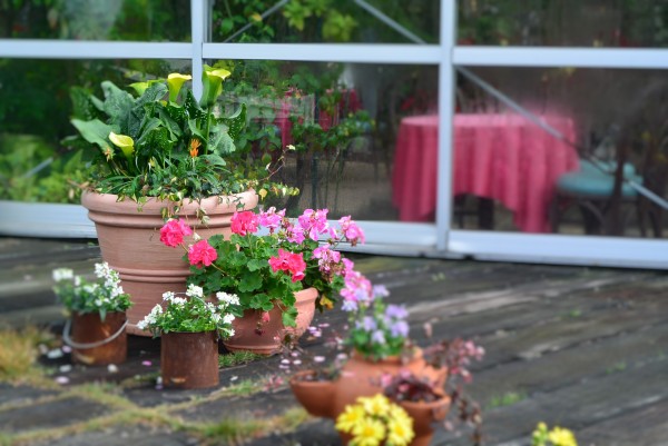 伊豆四季の花公園　伊豆高原　パルテール撮影