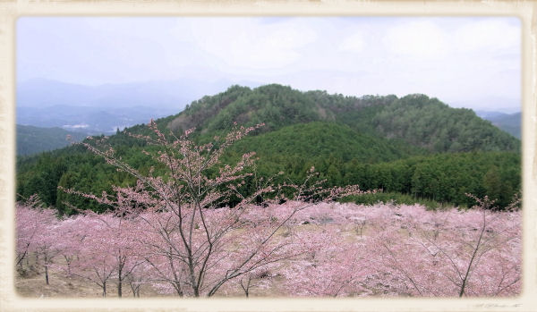 雲海桜