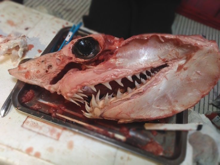 サメの歯 標本 - コレクション