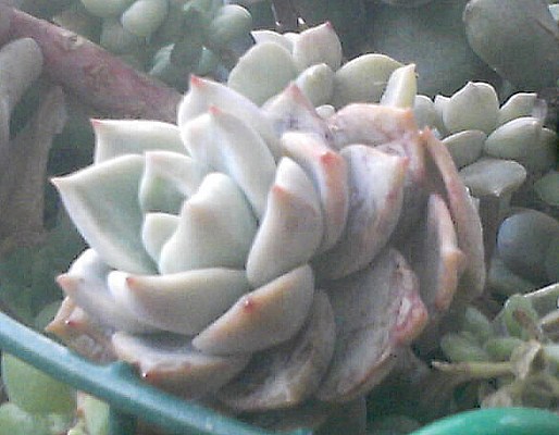 多肉植物