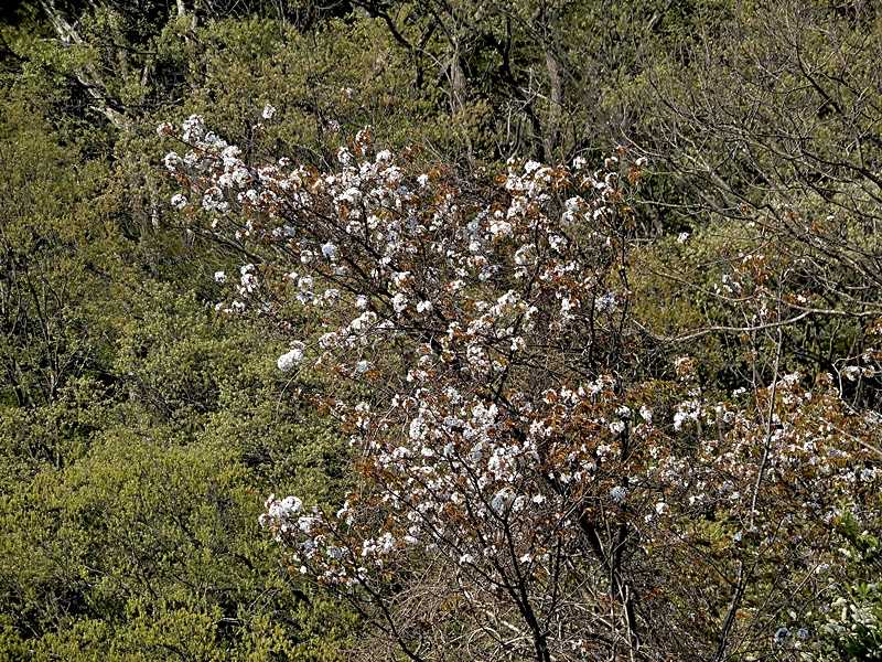 霞桜1