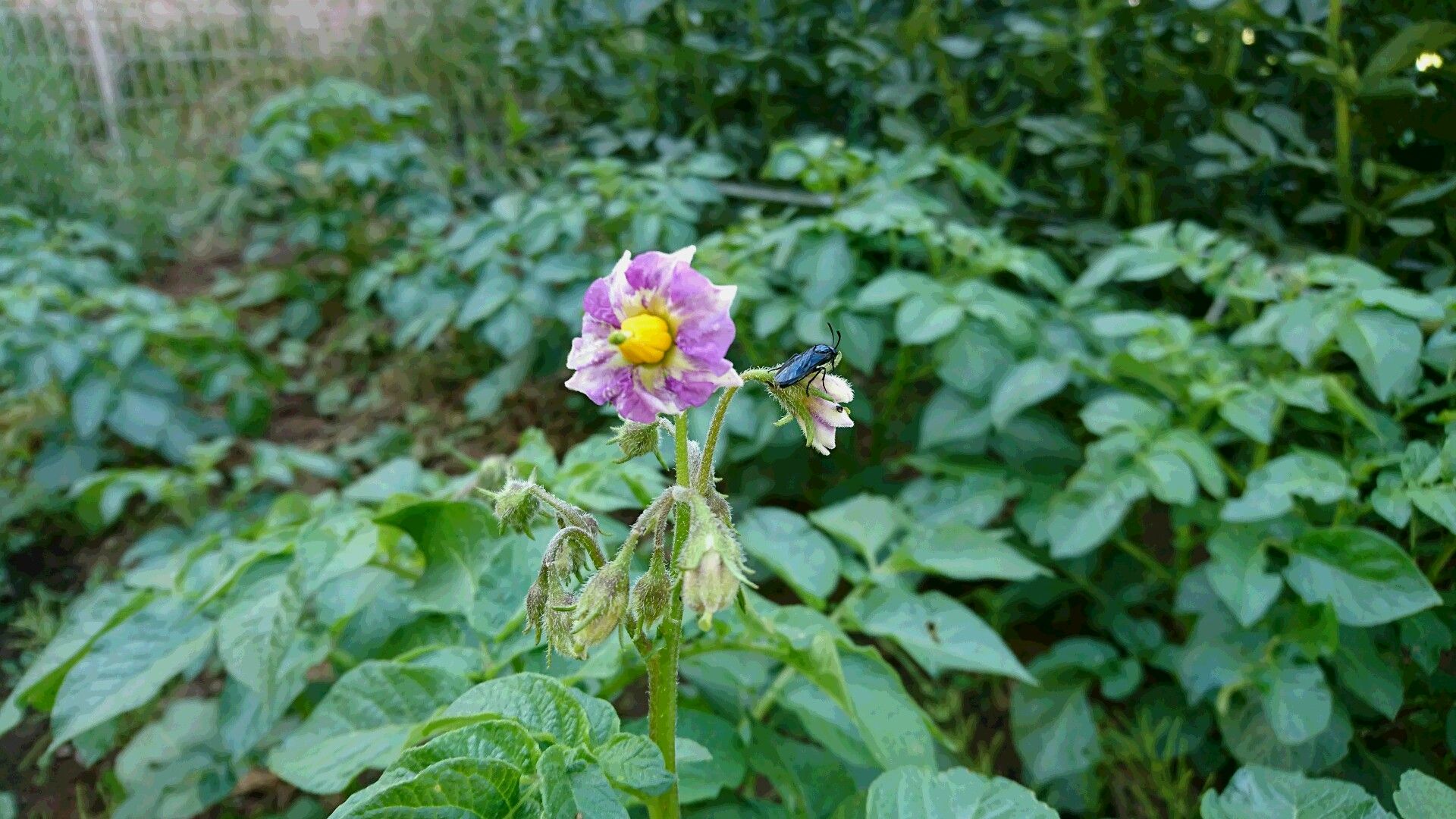 ジャガイモの花 ほっとする音楽 猫 野菜作り 楽天ブログ