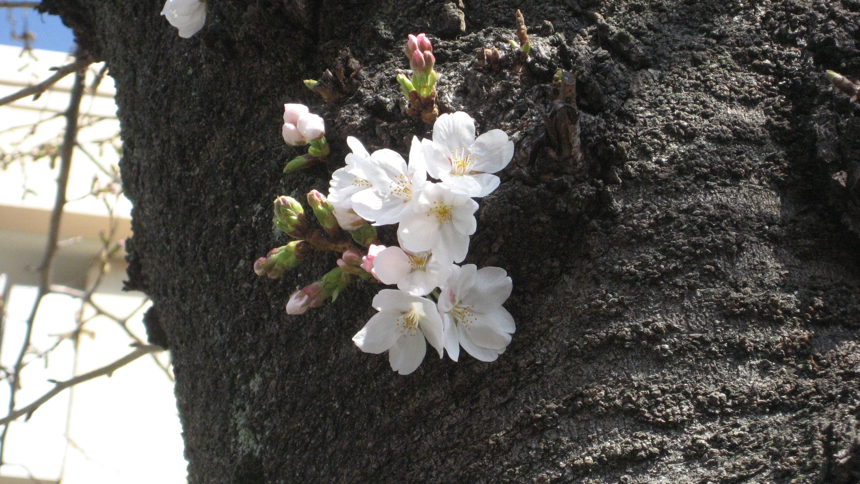 18 桜 開花状況調査 気まぐれなページ 楽天ブログ