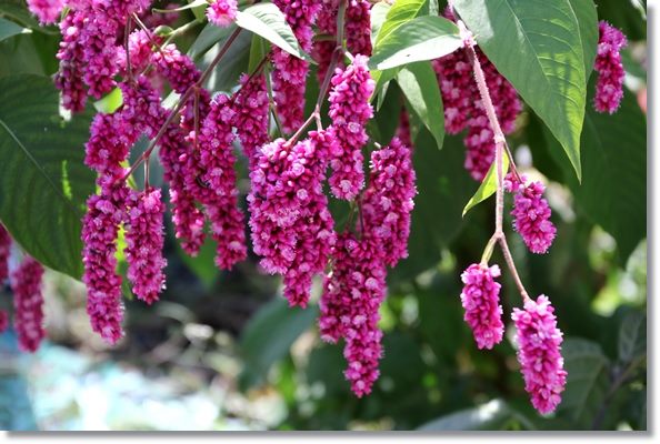 鳥越-4 オオケタデ-2 15.10.14