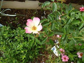 P1250307ss.jpg