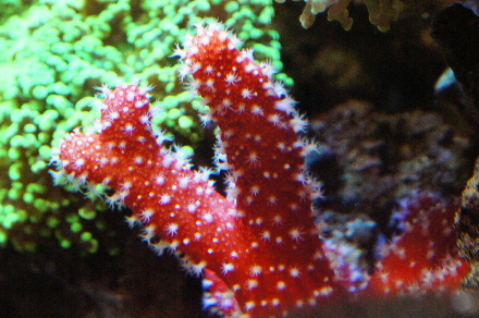 2014_0715ｳﾐｲﾁｺﾞ､ﾍﾞﾝﾄﾗ0014.JPG