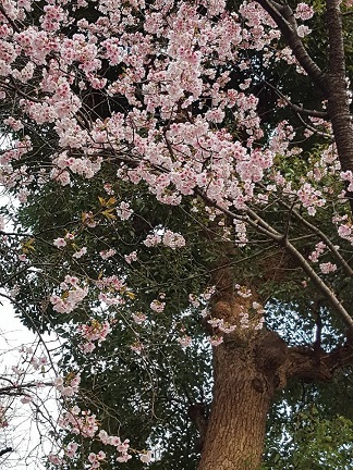 uenosakura