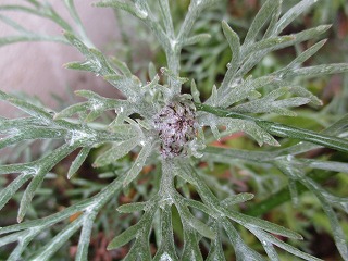 IMG_5200ss.jpg