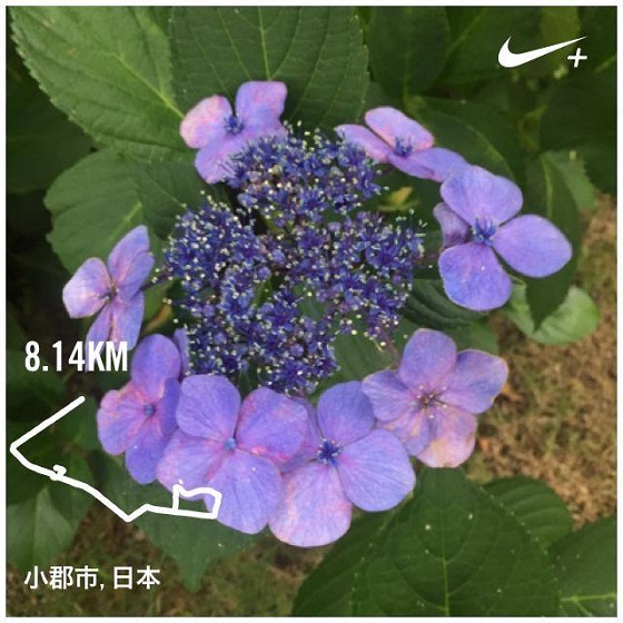 紫陽花5.16.jpg