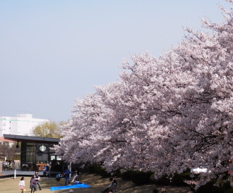環水公園の桜　4.13　2014