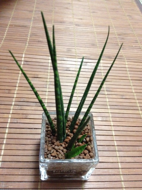 サンセベリア　ミカド