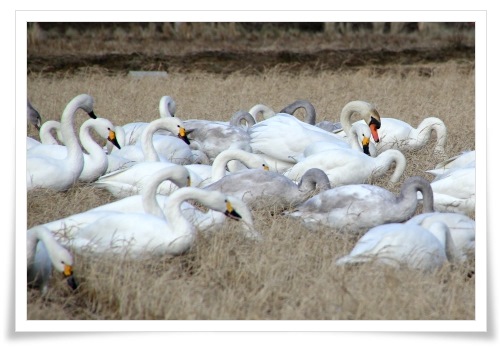 才田・ハクチョウ-2 14.12.23