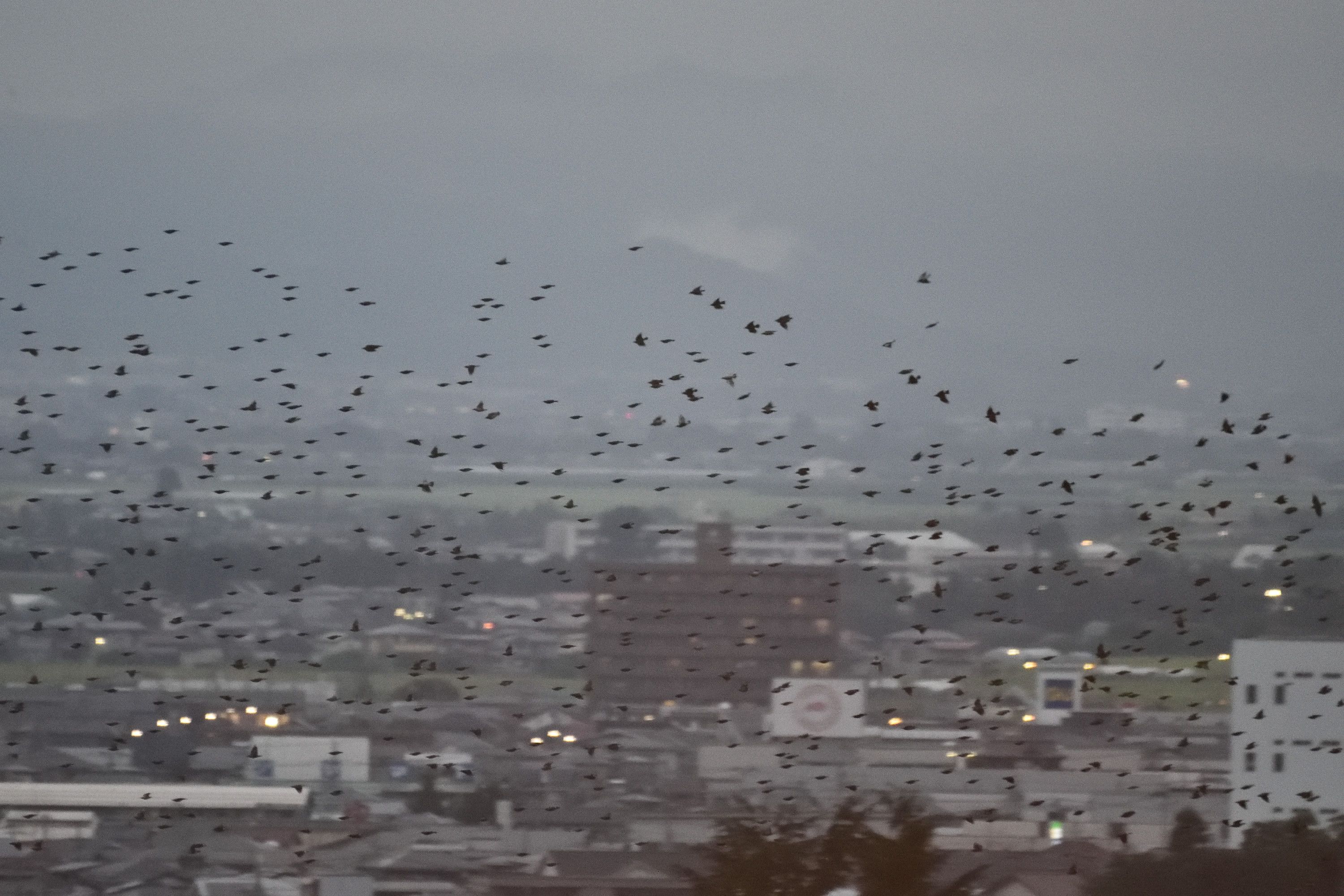 ムクドリの大群 花鳥風枝 楽天ブログ