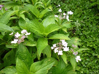 P1060998ss.jpg