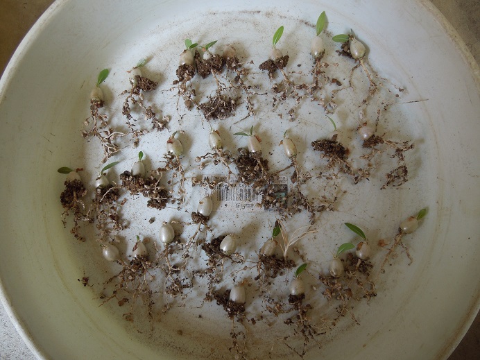 パキポ植え替え5-4ｰ1