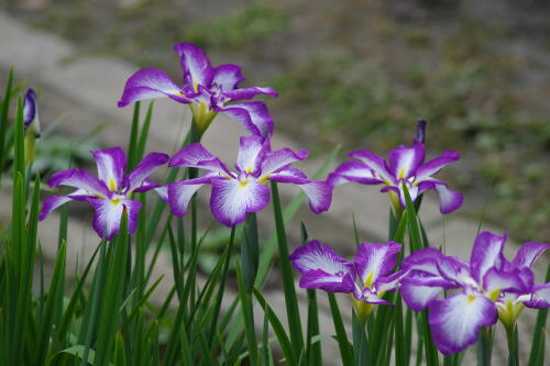 浜離宮恩賜庭園の花菖蒲