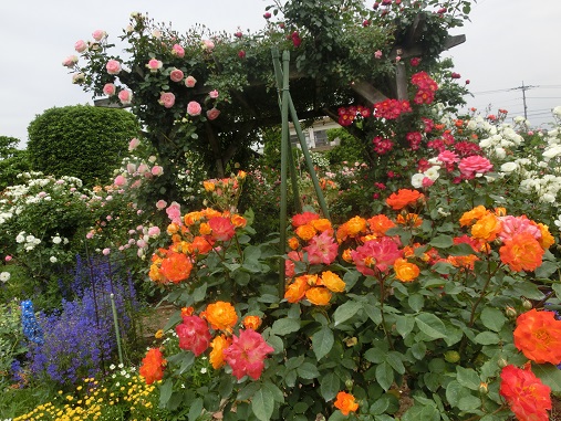 オープンガーデン