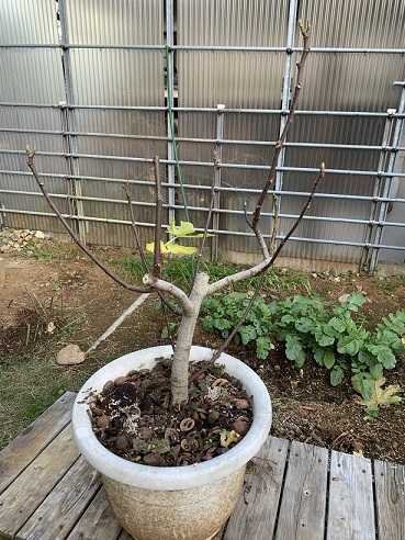 鉢植えで頑張っています 素人片手間園芸物語 楽天ブログ