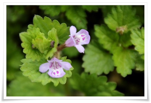 吉野山-14 カキドオシ 16.4.12