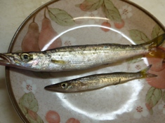 8月4日 釣果２