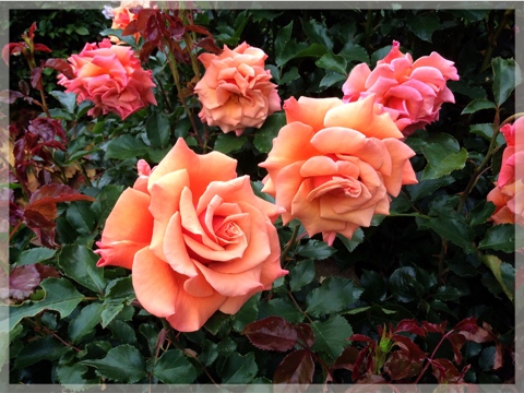 ローズ&グラスガーデン