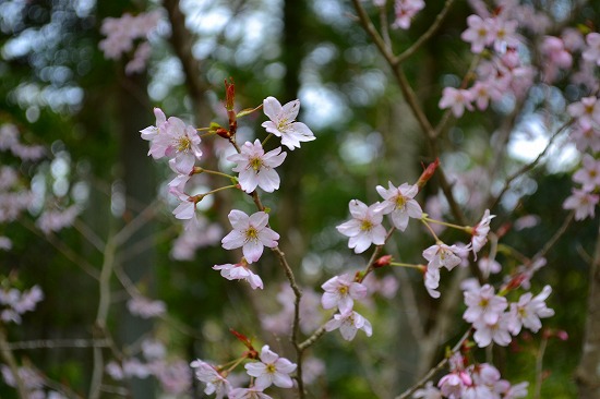 s-DSC_0851.jpg