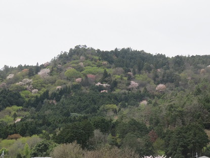 2015桜山