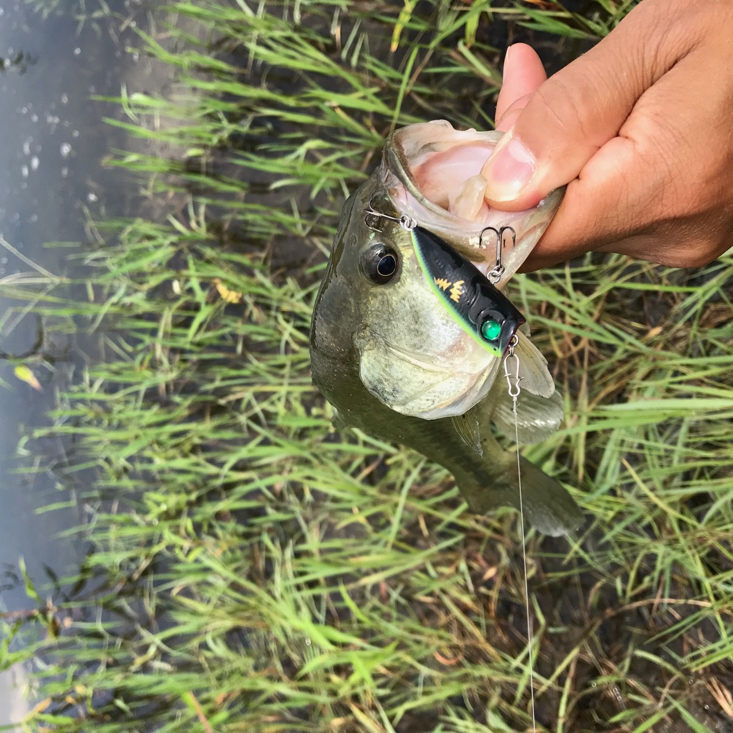 バス釣り Chibass 楽天ブログ