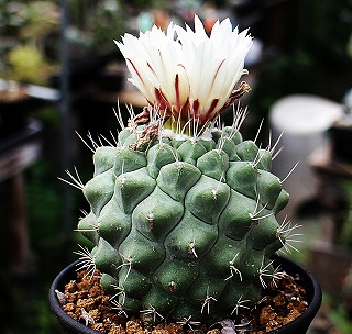 赤花菊水 サボテン 実生 G