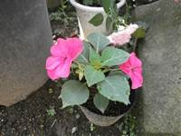 20150628インパチェンス.jpg