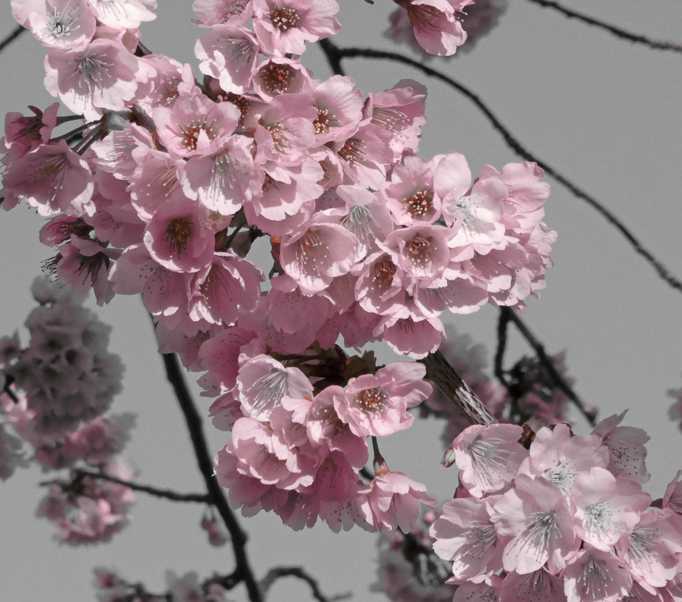 名古屋 大寒 桜 サクラ（桜）：大寒桜（オオカンザクラ）/安行寒桜