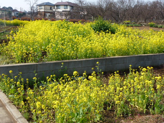 43 菜の花