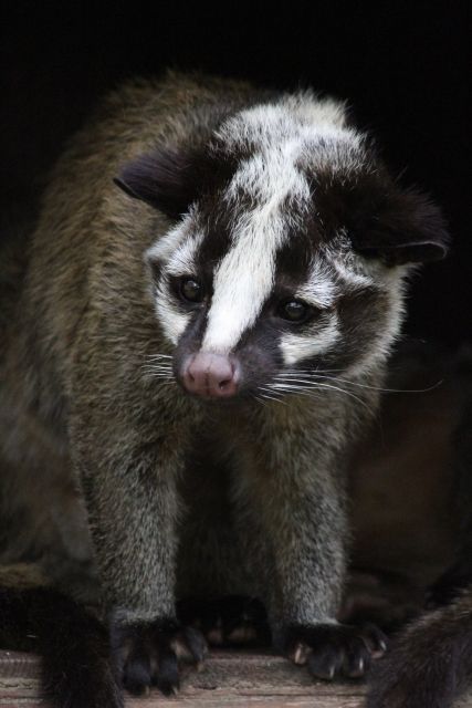 ハクビシンは可愛いけど 邪魔者だから駆除した方がいい 私設見逃してもいい動物園 楽天ブログ