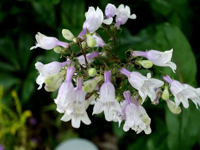 ペンステモン 花 言葉