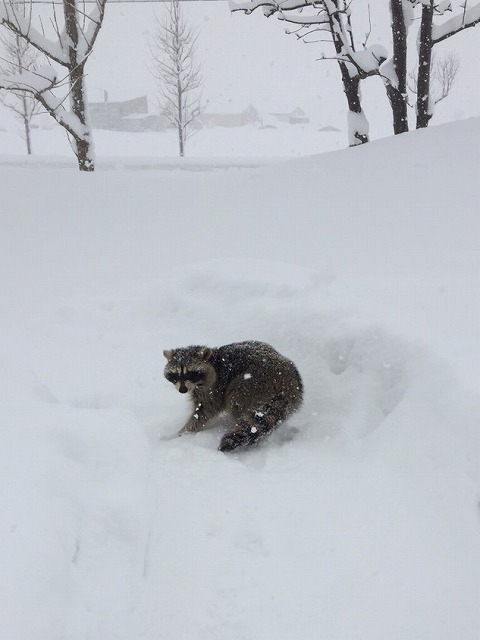 たぬき